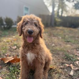 Blue - Red  male Goldendoodle puppy in Jacksonville, Florida from Dandelion Doodles