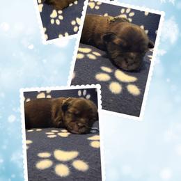Matthew - Charcoal male Lhasa Apso puppy in Cincinnati, Ohio from Shangri-La Lhasa Apsos