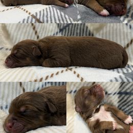 Summer - Red tri-color female Australian Shepherd puppy in Nicholasville, Kentucky from Sugar Creek Aussies
