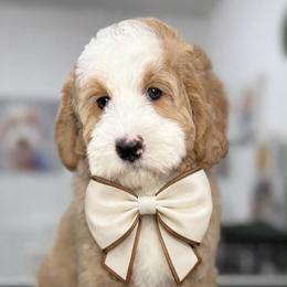 Cream-nemo - Red male Bernedoodle puppy in Yuciapa, California from AlltheDoodlez_