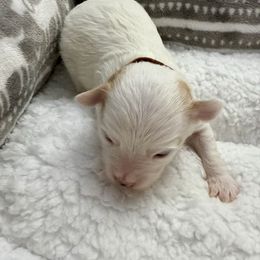 Onyx - Merle male Maltipoo puppy in Fredericksburg, Ohio from Edna Keim