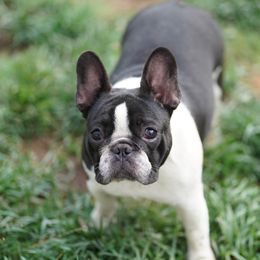 Bokeh - French Bulldog