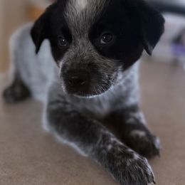 Navy - Blue mottled male Australian Cattle Dog puppy in Marana, Arizona from Cactus Heelers Arizona