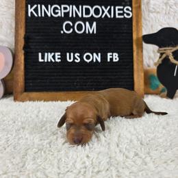 Strawberry 3500 - Red female Dachshund puppy in Dade City, Florida from Kingpindoxies