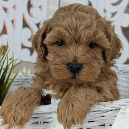 Toffee's Male 2 - Brownie - Red male Havapoo puppy in Burlington, Iowa from River View Puppies