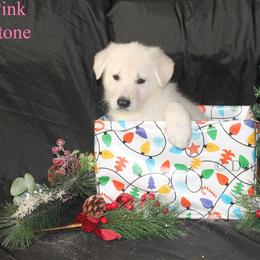 Moonstone  -Light Pink - White female German Shepherd puppy in Grimes County, Texas from Double H German Shepherds