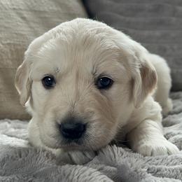 Pink - Light golden female Golden Retriever puppy in Modesto, California from Rooster Valley Golden Retrievers
