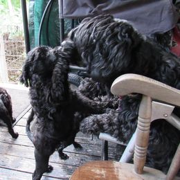 Portuguese Water Dog Puppies from Topsail PWDs