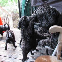 Portuguese Water Dog Puppies from Topsail PWDs