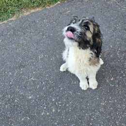 Flicker - Brown and white female Saint Berdoodle puppy in Castle Rock, Washington from PNW Saint Berdoodles