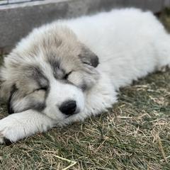 Alexander (Mr Blue) - White and badger male Great Pyrenees puppy in Sapphire, North Carolina from Sapphire Valley Great Pyrenees