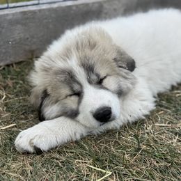 Alexander (Mr Blue) - White and badger male Great Pyrenees puppy in Sapphire, North Carolina from Sapphire Valley Great Pyrenees