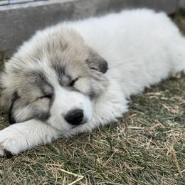 Alexander (Mr Blue) - White and badger male Great Pyrenees puppy in Sapphire, North Carolina from Sapphire Valley Great Pyrenees