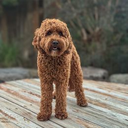 Wrenley - Goldendoodle