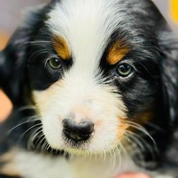 German Shepherd and Miniature American Shepherd Puppies from Bouchard’s Best Shepherds