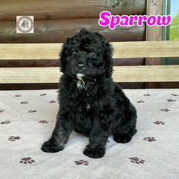 Sparrow - Black female Bernedoodle puppy in Banner Elk, North Carolina from Walnut Tree Bernedoodles