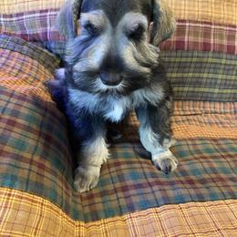 Green Collar - Black and silver male Miniature Schnauzer puppy in Robstown, Texas from Alves Miniature Schnauzers