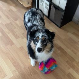Taylor - Blue merle female Australian Shepherd puppy in Massachusetts from Knauer Australian Shepherds