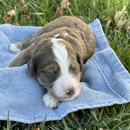 Patch - Chocolate merle male Bernedoodle puppy in Springville, Utah from Oodles of Bernedoodles