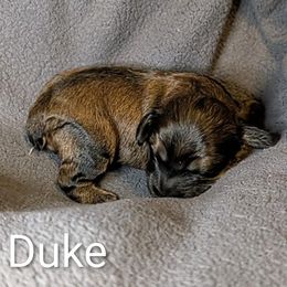Duke - Brown male Cockapoo puppy in Sunset, Louisiana from Cano Cockapoos