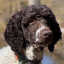 Remi - Poodle
