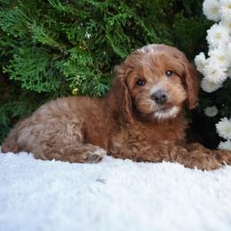 Jamie - Red and white male Cockapoo puppy in Shipshewana, Indiana from Home Raised Cockapoos