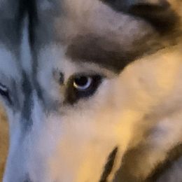 Siberian Huskies from Nakitas den