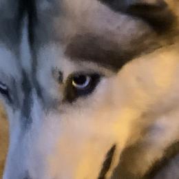 Siberian Huskies from Nakitas den