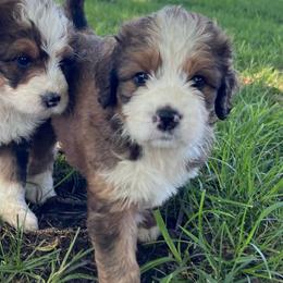 Liberty - Sable female Bernedoodle puppy in Kansas City, Missouri from Beary GoldenDoodles
