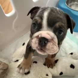 Bulldog Puppies from Royal Fade Bulldogs