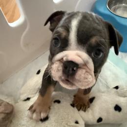 Bulldog Puppies from Royal Fade Bulldogs