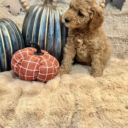 Bernedoodle, Goldendoodle, and Poodle Puppies from Anam Cara Pups