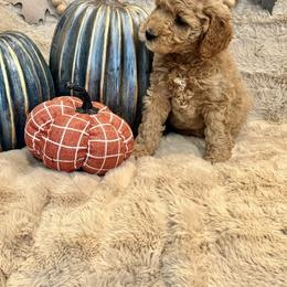 Bernedoodle, Goldendoodle, and Poodle Puppies from Anam Cara Pups