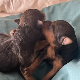 Lakeland Terrier puppies from Kerifield Blue Terriers