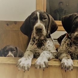 German Shorthaired Pointers from Aurora German Shorthaired Pointers