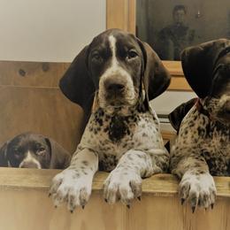 German Shorthaired Pointers from Aurora German Shorthaired Pointers