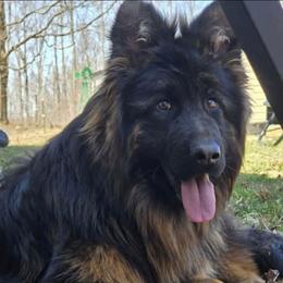 Titan - German Shepherd