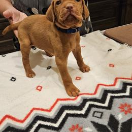 Woodford - Golden rust male Vizsla puppy in Bruce Twp, Michigan from Stoney Creek's Vizslas