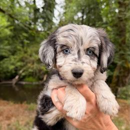 Margarita - Blue merle female Aussiedoodle puppy in Mulino, Oregon from Korbella Farm