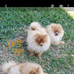 Plato - Pomeranian puppy in Texas from Legenz Pomeranians