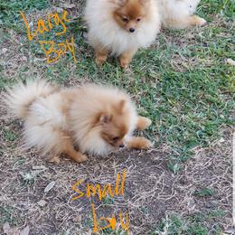 Plato - Pomeranian puppy in Texas from Legenz Pomeranians