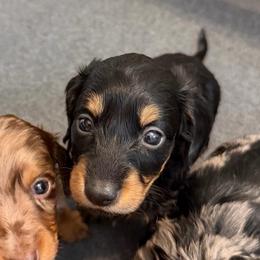 Black and Tan Girl - Black and tan female Dachshund puppy in Bakersfield, California from Pretty Dachshunds 661