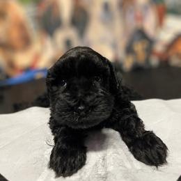 Mike - Black male Miniature Schnauzer puppy in Miami, Florida from Chiquiticos Shnauzers