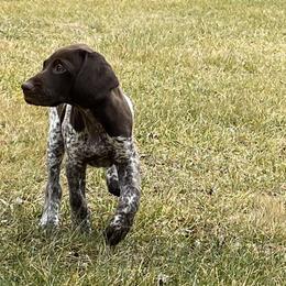 German Shorthaired Pointer Puppies from Thunder Mountain Gun Dogs