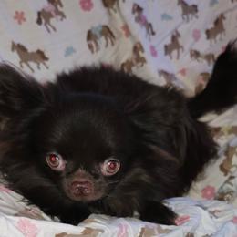 Spanky - Chocolate male Chihuahua puppy in Yukon, Oklahoma from Hamby's Chihuahua's