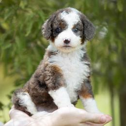 Rosalina - Blue merle female Aussiedoodle puppy in Jacksonville, Florida from Lolo’s Aussiedoodle