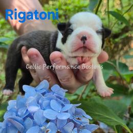 Rigatoni - Black brindle and white male Boston Terrier puppy in Griffin, Georgia from Celtic Performance Bostons