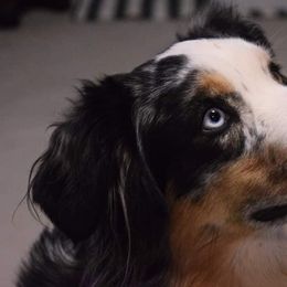 Australian Shepherds from Silver Spoon Aussies