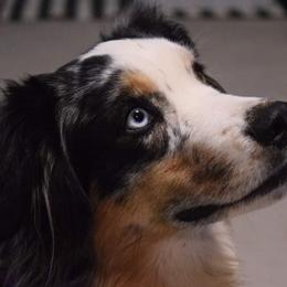 Australian Shepherds from Silver Spoon Aussies