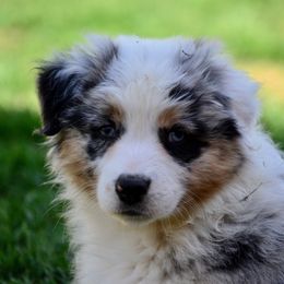 Australian Shepherd Puppies from Saddle Peak Aussies